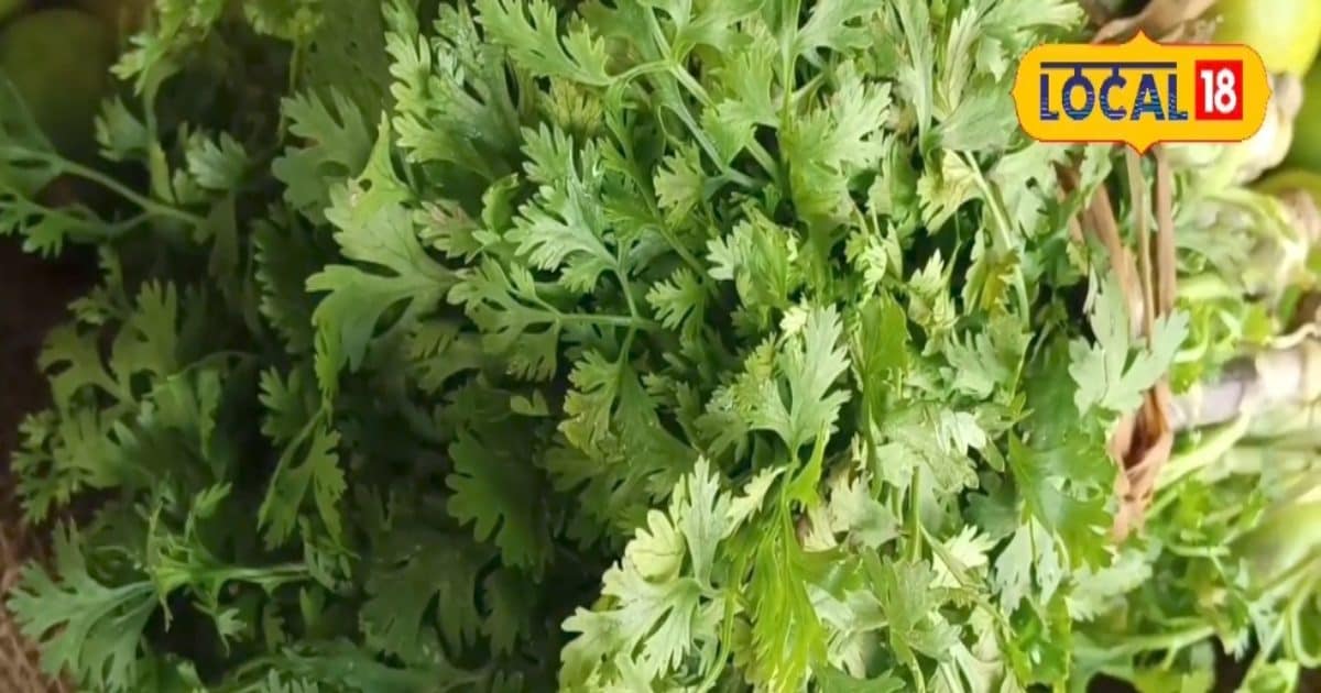 बारिश के मौसम में करें इस सब्जी की खेती, कम लागत में होगा दोगुना मुनाफा, पैसों से भर जाएगा तिजोरी