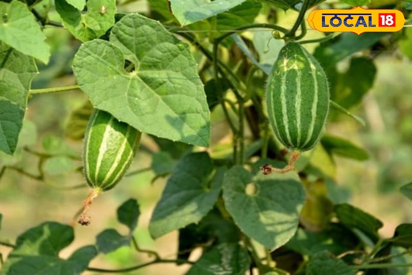 Moradabad News, Hindi News, Up News, Local News, Moradabad News, Hindi News, UP News, Local News. Moradabad News, Hindi News, Up News, Local News, Moradabad News, Hindi News, UP News, Local News.