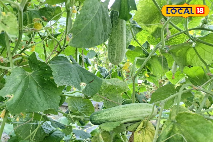Cucumber
