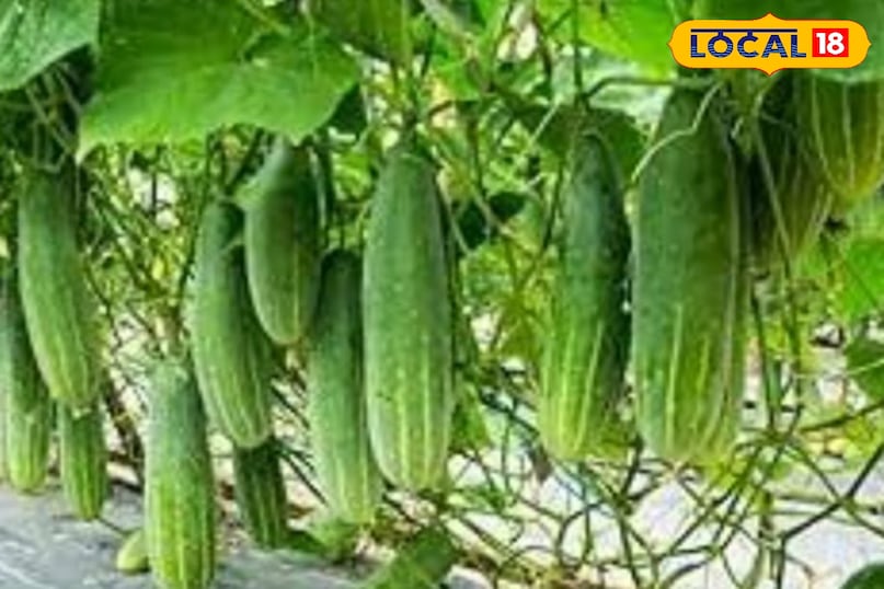 Cucumber
