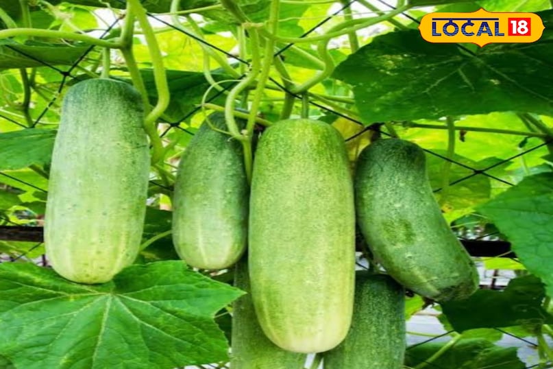 Cucumber