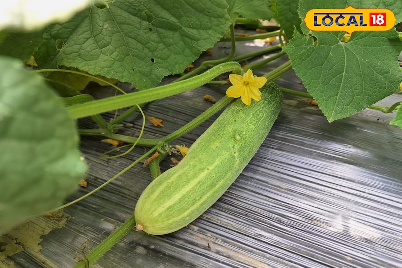Cucumber