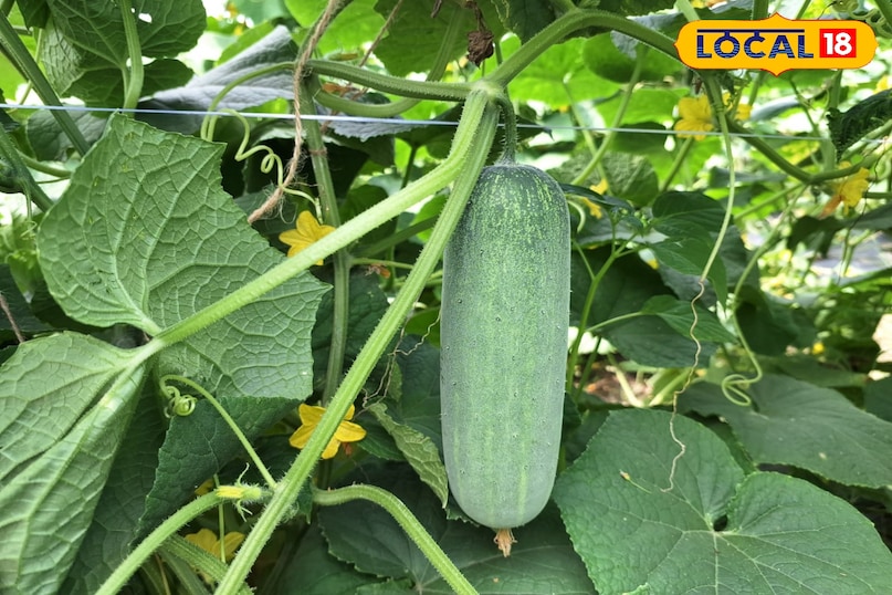 Cucumber