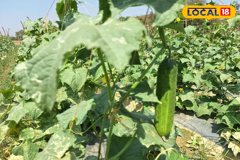 Cucumber