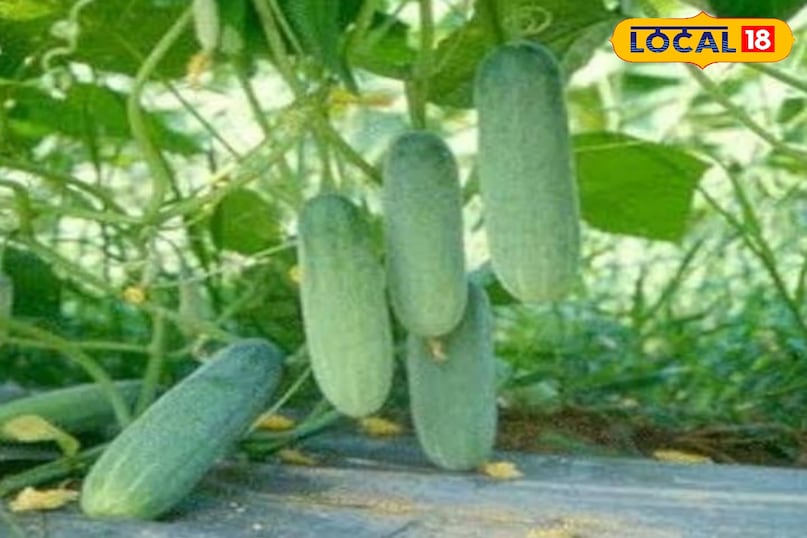 Cucumber