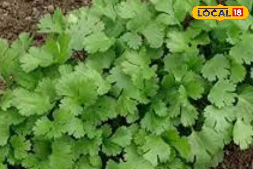 Green coriander
