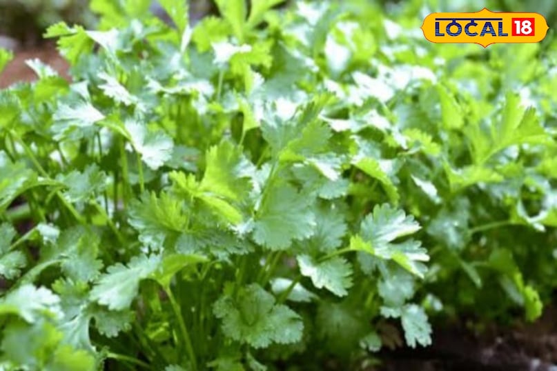 Green coriander