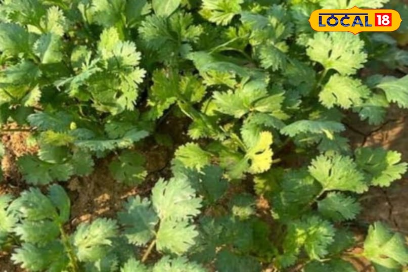 Green coriander