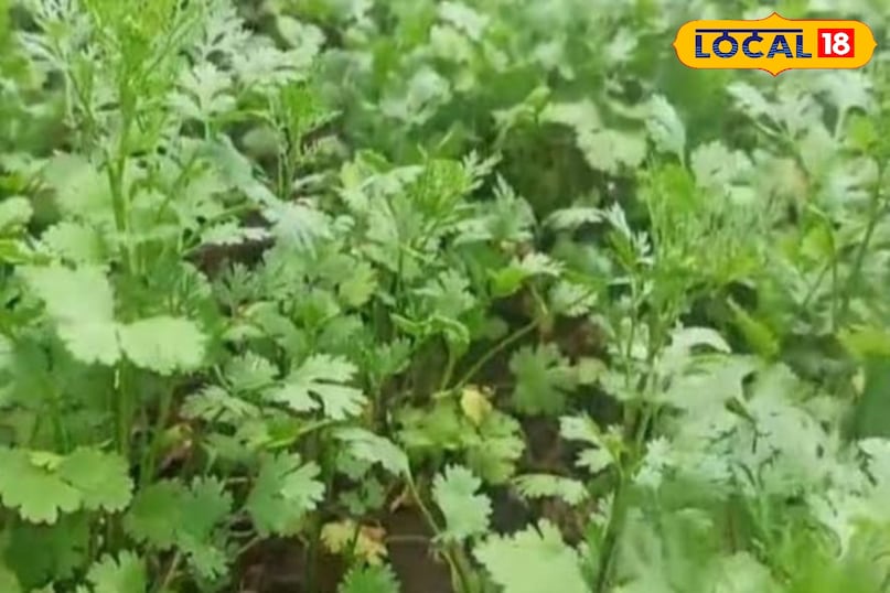 Green coriander