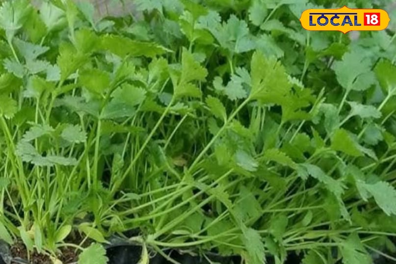 Green coriander