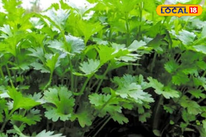 Green coriander