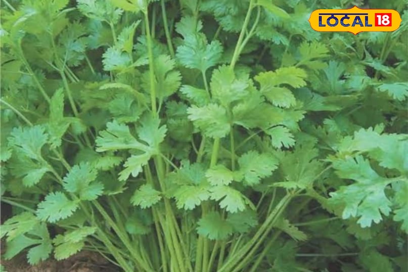 Green coriander