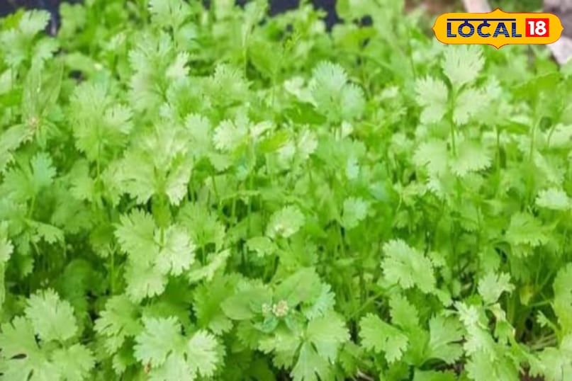Green coriander
