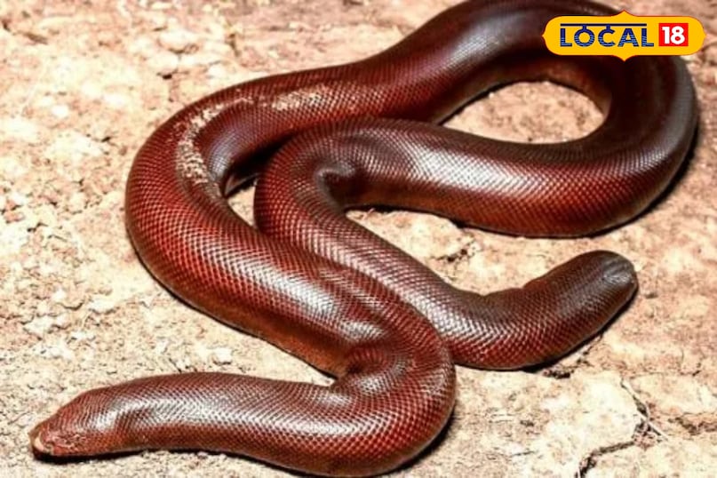 दोमुंहा सांप, Foreign Market for Red Sand Boa, snake news, Indore letest news, Dhar letest news, Khargone letest news, Madhya Pradesh hindi news दोमुंहा सांप, Foreign Market for Red Sand Boa, snake news, Indore letest news, Dhar letest news, Khargone letest news, Madhya Pradesh hindi news