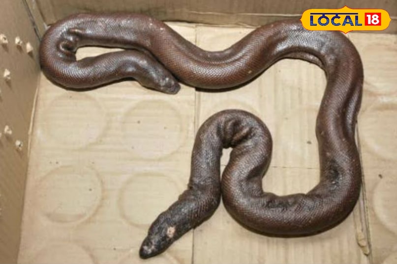 Foreign Market price for Red Sand Boa, snake news, Indore letest news, Dhar letest news, Khargone letest news, Madhya Pradesh hindi news Foreign Market price for Red Sand Boa, snake news, Indore letest news, Dhar letest news, Khargone letest news, Madhya Pradesh hindi news