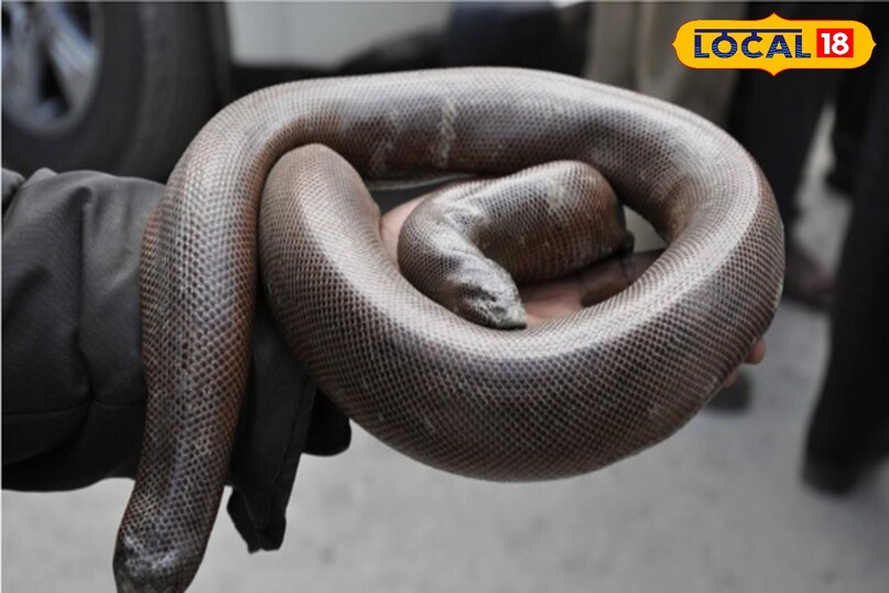 Foreign Market for Red Sand Boa, snake news, Indore letest news, Dhar letest news, Khargone letest news, Madhya Pradesh hindi news, Foreign Market for Red Sand Boa, snake news, Indore letest news, Dhar letest news, Khargone letest news, Madhya Pradesh hindi news,