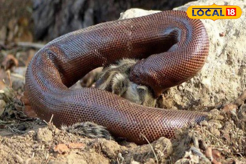 दोमुंहा सांप, Foreign Market for Red Sand Boa, snake news, Indore letest news, Dhar letest news, Khargone letest news, Madhya Pradesh hindi news दोमुंहा सांप, Foreign Market for Red Sand Boa, snake news, Indore letest news, Dhar letest news, Khargone letest news, Madhya Pradesh hindi news