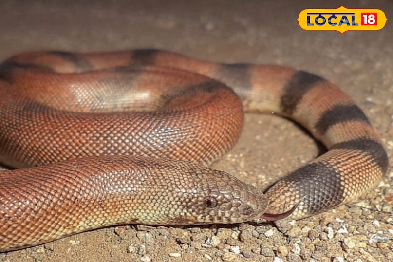 दोमुंहा सांप, Foreign Market for Red Sand Boa, snake news, Indore letest news, Dhar letest news, Khargone letest news, Madhya Pradesh hindi news दोमुंहा सांप, Foreign Market for Red Sand Boa, snake news, Indore letest news, Dhar letest news, Khargone letest news, Madhya Pradesh hindi news