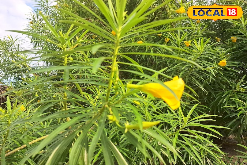 Common flower