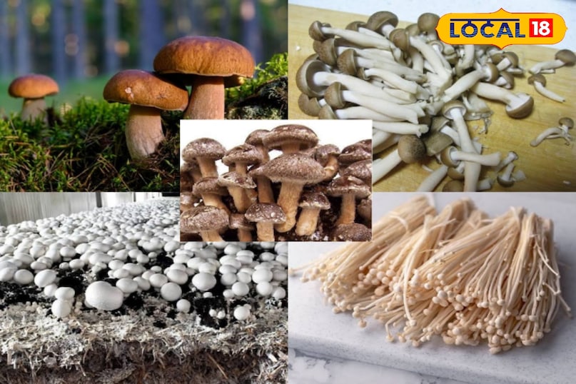 मशरूम के स्वास्थ्य लाभ। क्या आप जानते हैं कि मशरूम 90 प्रतिशत पानी से बने होते हैं। मशरूम एक फल है जो जमीन के ऊपर बढ़ता है। इसे वनस्पति दुनिया का 'मांस' कहा जाता है। मशरूम का उपयोग बड़े पैमाने पर कई व्यंजनों में खाना पकाने में किया जाता है, विशेष रूप से चीनी, कोरियाई, यूरोपीय और जापानी। विभिन्न प्रकार के मशरूम बाजार में उपलब्ध हैं जिन्हें आप अपनी रसोई में तैयार कर सकते हैं और साथ ही मशरूम स्वास्थ्य भी स्वास्थ्य के लिए फायदेमंद है।