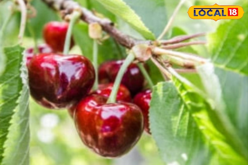 cherry cherry