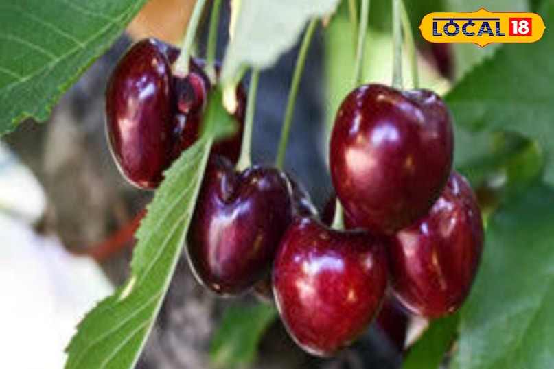 Cherry Cherry