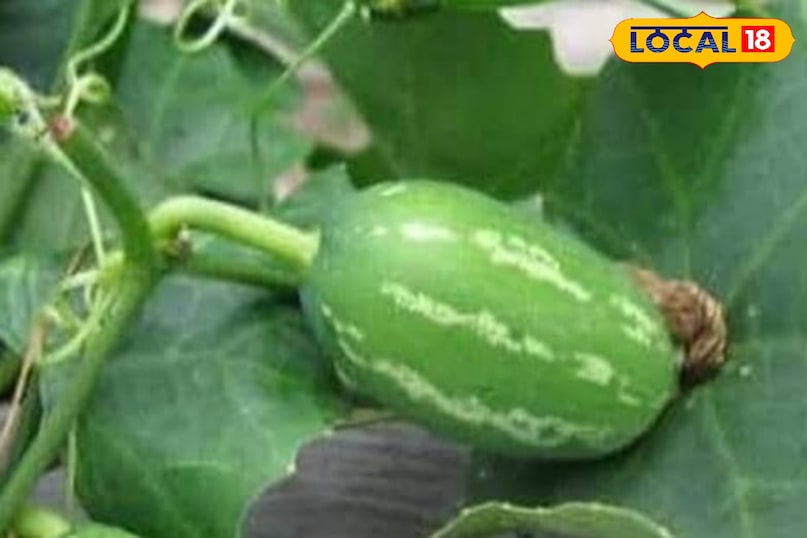 परवल जैसी दिखती है ये सब्जी, मगर बेहद करामाती, BP और डायबिटीज में फायदेमंद