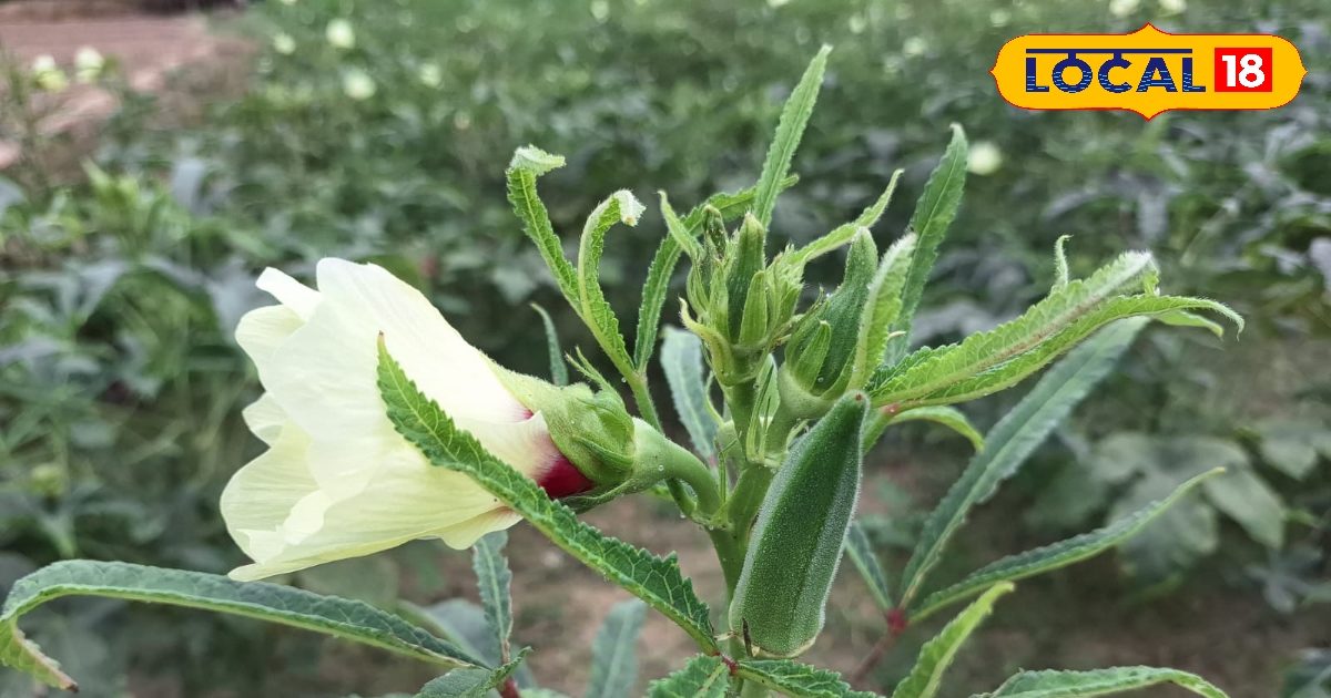 बारिश के मौसम में लगा दें ये सब्जी… लागत 8 हजार, मुनाफा लगभग 1 लाख! ऐसे करें खेती