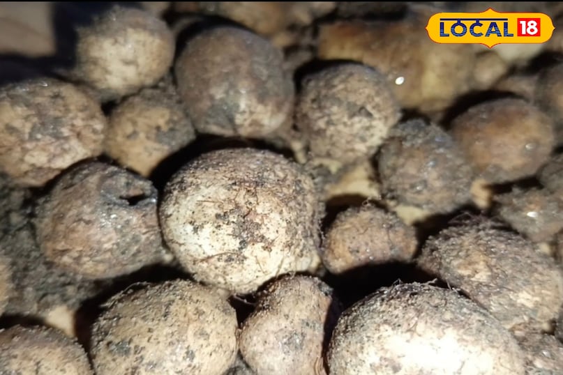भालुओं के गढ़ से आती है ये सब्जी, कीमत 1000 रुपए किलो, स्वाद में मटन भी है फेल
