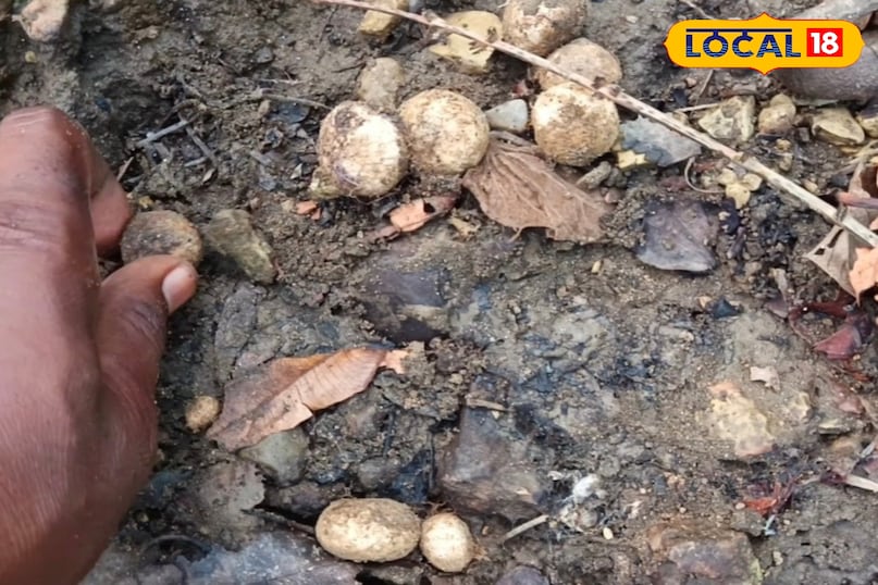 खतरों से भरा होता है इकट्ठा करना