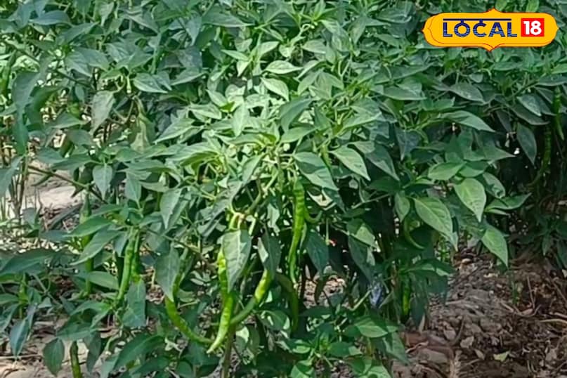 Moradabad News, Hindi News, Up News, Local News, Moradabad News, Hindi News, UP News, Local News. Moradabad News, Hindi News, Up News, Local News, Moradabad News, Hindi News, UP News, Local News.