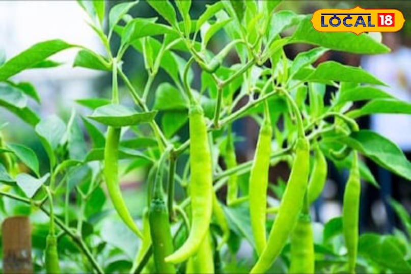 Moradabad News, Hindi News, Up News, Local News, Moradabad News, Hindi News, UP News, Local News. 