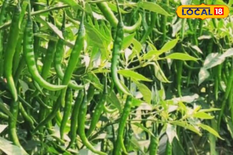 Moradabad News, Hindi News, Up News, Local News, Moradabad News, Hindi News, UP News, Local News. 