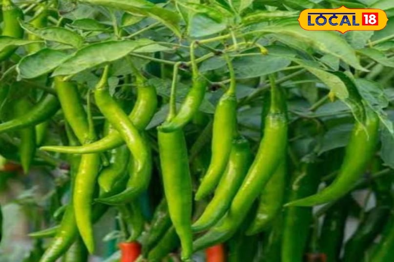 Moradabad News, Hindi News, Up News, Local News, Moradabad News, Hindi News, UP News, Local News. 