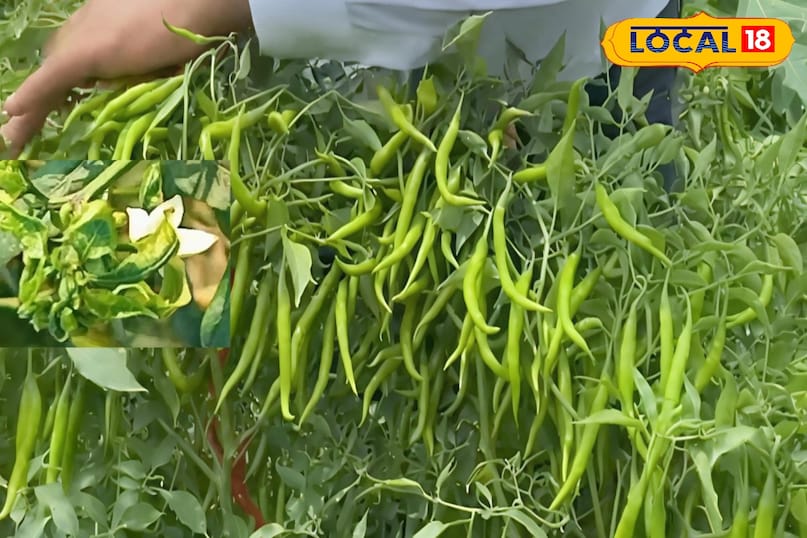 Moradabad News, Hindi News, Up News, Local News, Moradabad News, Hindi News, UP News, Local News. Moradabad News, Hindi News, Up News, Local News, Moradabad News, Hindi News, UP News, Local News.