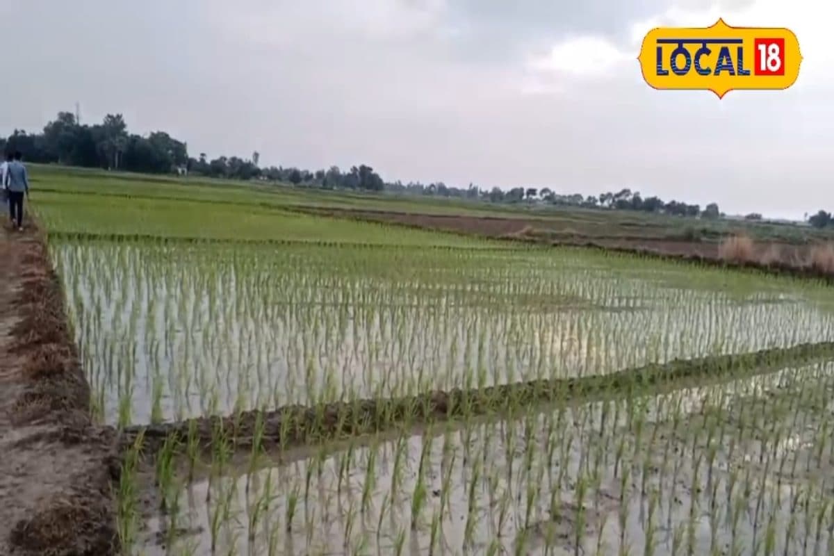 इस खास तकनीक से कीजिए धान की रोपाई, आधी लागत में दोगुनी उपज