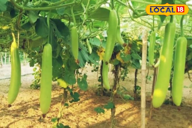 लौकी के खेत में नहीं दिख रहे फल? ये 1 तरकीब बना देगी फसल को सुपरहिट