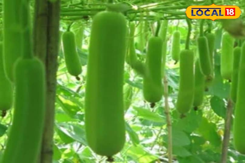 लौकी