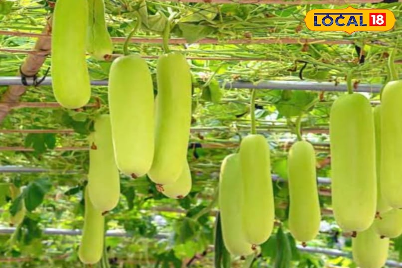 लौकी
