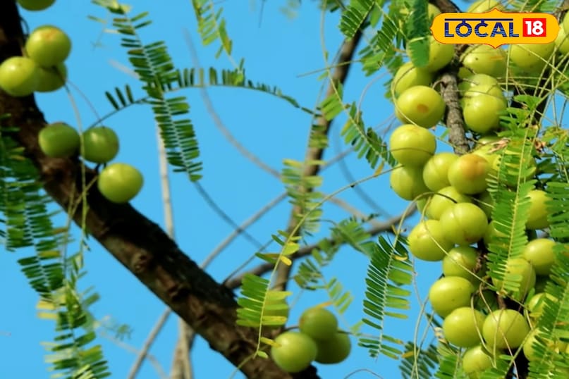 आंवला का पौधा कैसे लगाएं, आंवला का पौधा लगाते समय किन बातों का ध्यान रखें, आंवला का पौधा कब लगाएं, आंवला का पौधा कितने दिन में फल देता है, आंवला की उन्नत किस्म के नाम, लोकल 18, How to plant an Amla plant, what things to keep in mind while planting an Amla plant, when to plant an Amla plant, in how many days does an Amla plant bear fruit, names of improved varieties of Amla, Local 18 आंवला का पौधा कैसे लगाएं, आंवला का पौधा लगाते समय किन बातों का ध्यान रखें, आंवला का पौधा कब लगाएं, आंवला का पौधा कितने दिन में फल देता है, आंवला की उन्नत किस्म के नाम, लोकल 18, How to plant an Amla plant, what things to keep in mind while planting an Amla plant, when to plant an Amla plant, in how many days does an Amla plant bear fruit, names of improved varieties of Amla, Local 18