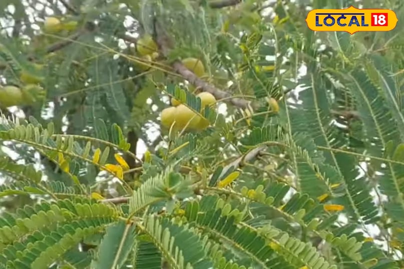 आंवला का पौधा कैसे लगाएं, आंवला का पौधा लगाते समय किन बातों का ध्यान रखें, आंवला का पौधा कब लगाएं, आंवला का पौधा कितने दिन में फल देता है, आंवला की उन्नत किस्म के नाम, लोकल 18, How to plant an Amla plant, what things to keep in mind while planting an Amla plant, when to plant an Amla plant, in how many days does an Amla plant bear fruit, names of improved varieties of Amla, Local 18 आंवला का पौधा कैसे लगाएं, आंवला का पौधा लगाते समय किन बातों का ध्यान रखें, आंवला का पौधा कब लगाएं, आंवला का पौधा कितने दिन में फल देता है, आंवला की उन्नत किस्म के नाम, लोकल 18, How to plant an Amla plant, what things to keep in mind while planting an Amla plant, when to plant an Amla plant, in how many days does an Amla plant bear fruit, names of improved varieties of Amla, Local 18