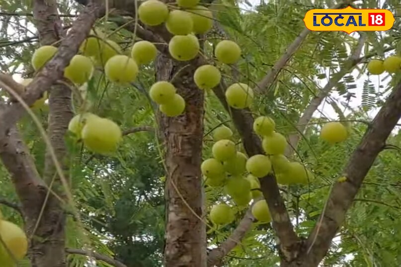 आंवला का पौधा कैसे लगाएं, आंवला का पौधा लगाते समय किन बातों का ध्यान रखें, आंवला का पौधा कब लगाएं, आंवला का पौधा कितने दिन में फल देता है, आंवला की उन्नत किस्म के नाम, लोकल 18, How to plant an Amla plant, what things to keep in mind while planting an Amla plant, when to plant an Amla plant, in how many days does an Amla plant bear fruit, names of improved varieties of Amla, Local 18 आंवला का पौधा कैसे लगाएं, आंवला का पौधा लगाते समय किन बातों का ध्यान रखें, आंवला का पौधा कब लगाएं, आंवला का पौधा कितने दिन में फल देता है, आंवला की उन्नत किस्म के नाम, लोकल 18, How to plant an Amla plant, what things to keep in mind while planting an Amla plant, when to plant an Amla plant, in how many days does an Amla plant bear fruit, names of improved varieties of Amla, Local 18
