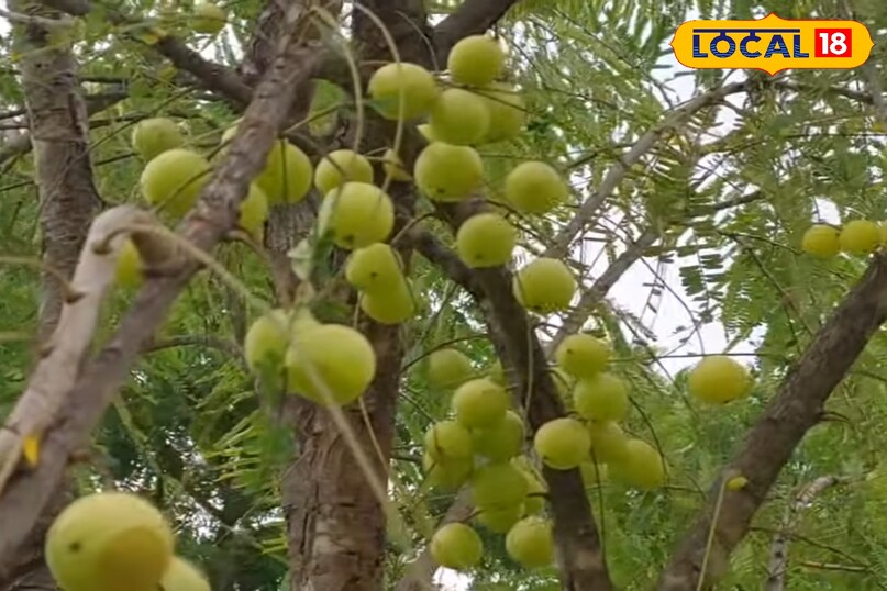 आंवला का पौधा कैसे लगाएं, आंवला का पौधा लगाते समय किन बातों का ध्यान रखें, आंवला का पौधा कब लगाएं, आंवला का पौधा कितने दिन में फल देता है, आंवला की उन्नत किस्म के नाम, लोकल 18, How to plant an Amla plant, what things to keep in mind while planting an Amla plant, when to plant an Amla plant, in how many days does an Amla plant bear fruit, names of improved varieties of Amla, Local 18 आंवला का पौधा कैसे लगाएं, आंवला का पौधा लगाते समय किन बातों का ध्यान रखें, आंवला का पौधा कब लगाएं, आंवला का पौधा कितने दिन में फल देता है, आंवला की उन्नत किस्म के नाम, लोकल 18, How to plant an Amla plant, what things to keep in mind while planting an Amla plant, when to plant an Amla plant, in how many days does an Amla plant bear fruit, names of improved varieties of Amla, Local 18
