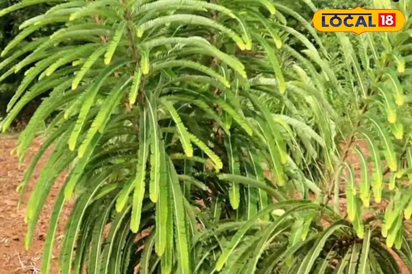 आंवला का पौधा कैसे लगाएं, आंवला का पौधा लगाते समय किन बातों का ध्यान रखें, आंवला का पौधा कब लगाएं, आंवला का पौधा कितने दिन में फल देता है, आंवला की उन्नत किस्म के नाम, लोकल 18, How to plant an Amla plant, what things to keep in mind while planting an Amla plant, when to plant an Amla plant, in how many days does an Amla plant bear fruit, names of improved varieties of Amla, Local 18 आंवला का पौधा कैसे लगाएं, आंवला का पौधा लगाते समय किन बातों का ध्यान रखें, आंवला का पौधा कब लगाएं, आंवला का पौधा कितने दिन में फल देता है, आंवला की उन्नत किस्म के नाम, लोकल 18, How to plant an Amla plant, what things to keep in mind while planting an Amla plant, when to plant an Amla plant, in how many days does an Amla plant bear fruit, names of improved varieties of Amla, Local 18