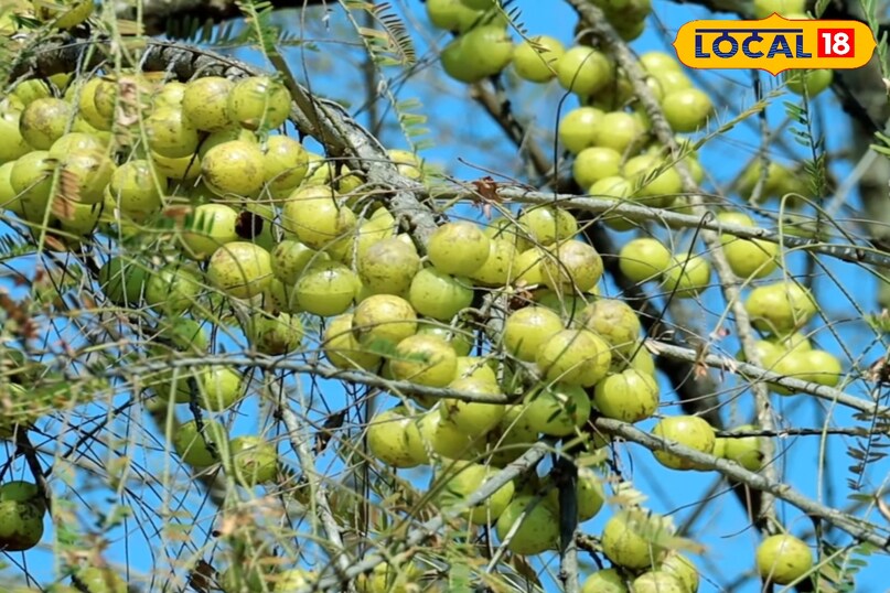 आंवला का पौधा कैसे लगाएं, आंवला का पौधा लगाते समय किन बातों का ध्यान रखें, आंवला का पौधा कब लगाएं, आंवला का पौधा कितने दिन में फल देता है, आंवला की उन्नत किस्म के नाम, लोकल 18, How to plant an Amla plant, what things to keep in mind while planting an Amla plant, when to plant an Amla plant, in how many days does an Amla plant bear fruit, names of improved varieties of Amla, Local 18 आंवला का पौधा कैसे लगाएं, आंवला का पौधा लगाते समय किन बातों का ध्यान रखें, आंवला का पौधा कब लगाएं, आंवला का पौधा कितने दिन में फल देता है, आंवला की उन्नत किस्म के नाम, लोकल 18, How to plant an Amla plant, what things to keep in mind while planting an Amla plant, when to plant an Amla plant, in how many days does an Amla plant bear fruit, names of improved varieties of Amla, Local 18