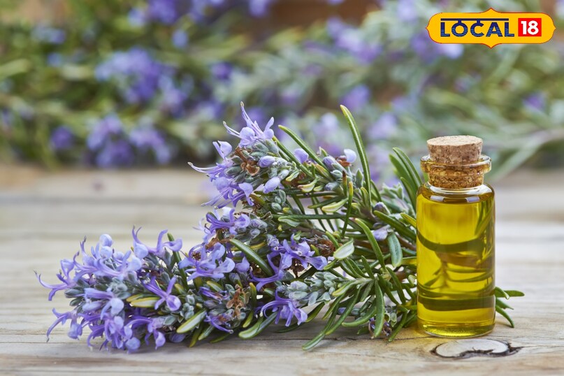 रोजमेरी 