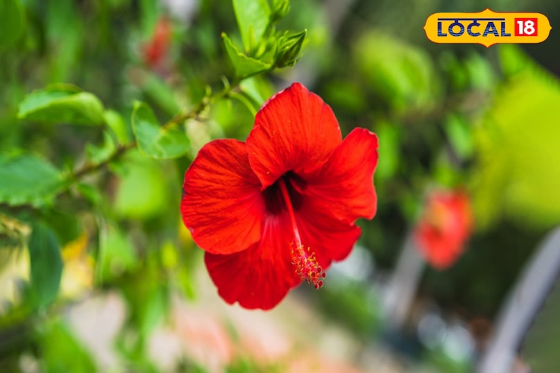 Gulhad flower is rich in antioxidant properties Gulhad flower is rich in antioxidant properties