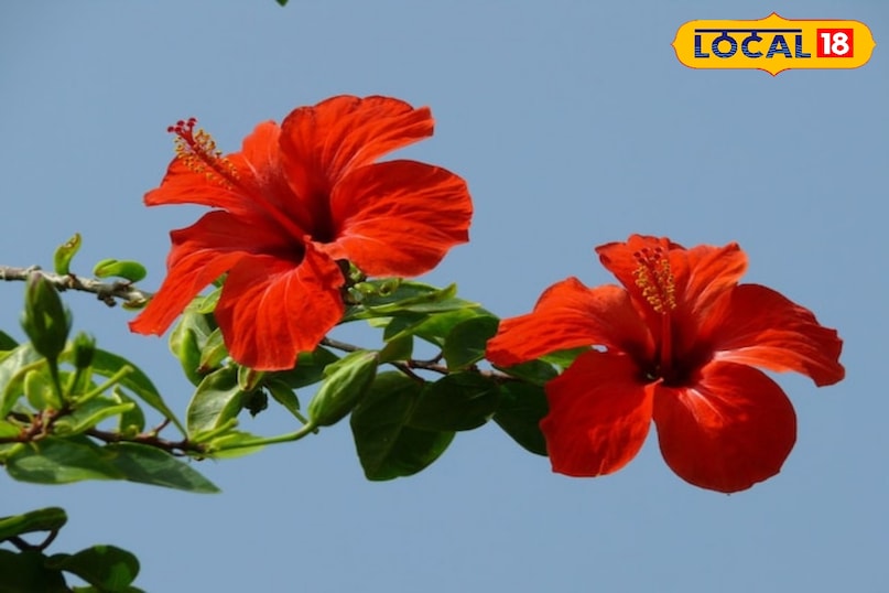 Gulhad is a Trusted Remedy for Glowing Skin Gulhad is a Trusted Remedy for Glowing Skin