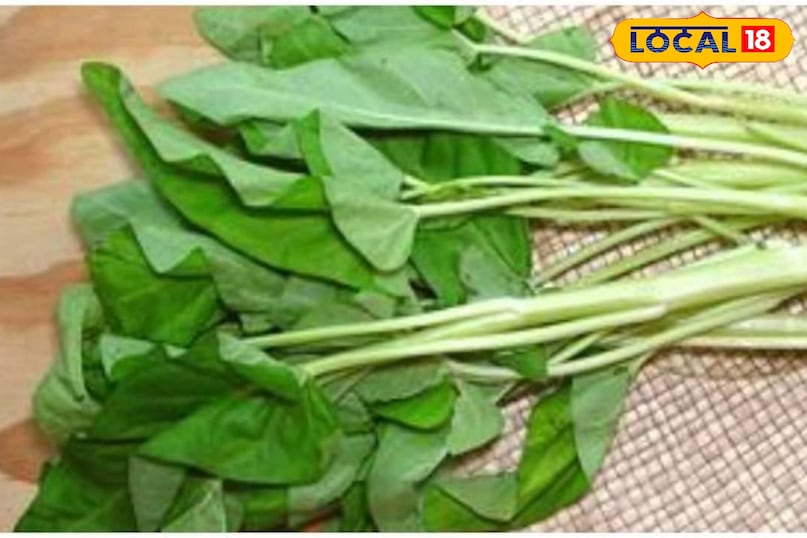 Benefits of eating women's greens, how to cook women's greens, how to grow women's greens, where the spinach of water is found, how the spinach of water is grown, local 18, benefits of eating nari ka saag, how to cook nari ka saag, how to Grow Nari Ka Saag, Water Is Water Spinach Found How to Grow Water Spinach, Local 18 Benefits of eating women's greens, how to cook women's greens, how to grow women's greens, where the spinach of water is found, how the spinach of water is grown, local 18, benefits of eating nari ka saag, how to cook nari ka saag, how to Grow Nari Ka Saag, Water Is Water Spinach Found How to Grow Water Spinach, Local 18