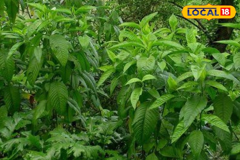 Adusa plant